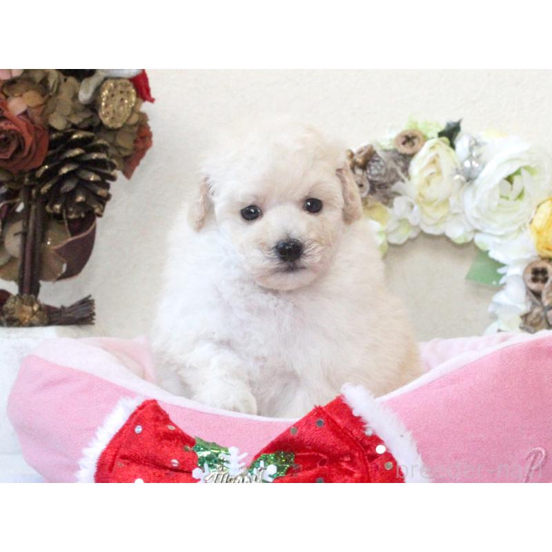 販売中の兵庫県のタイニープードル-425205の7枚目