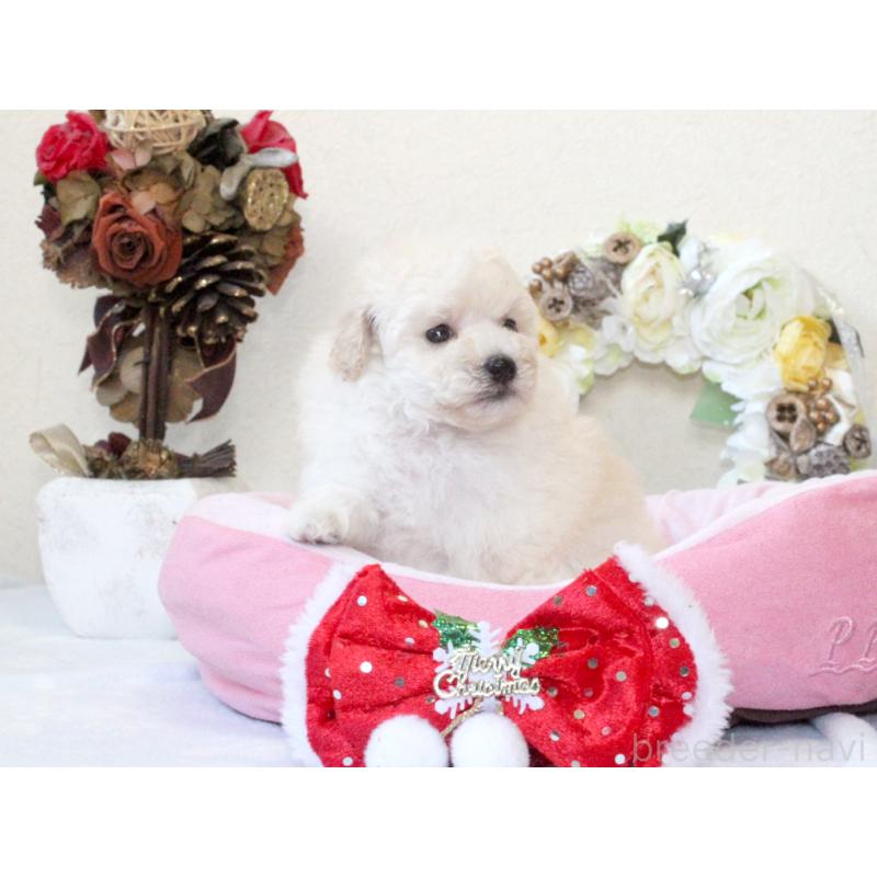 販売中の兵庫県のタイニープードル-425205の6枚目