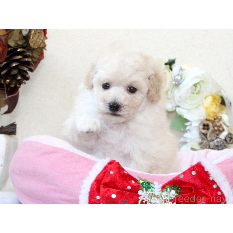 販売中の兵庫県のタイニープードル-425205の5枚目