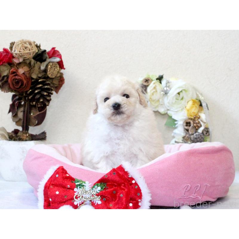 販売中の兵庫県のタイニープードル-425205の4枚目