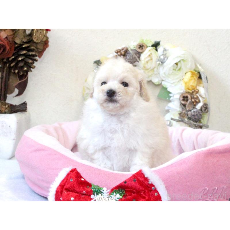 販売中の兵庫県のタイニープードル-425205の3枚目