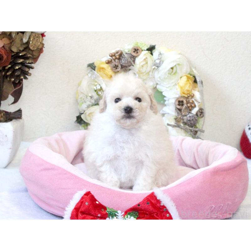 販売中の兵庫県のタイニープードル-425205の2枚目