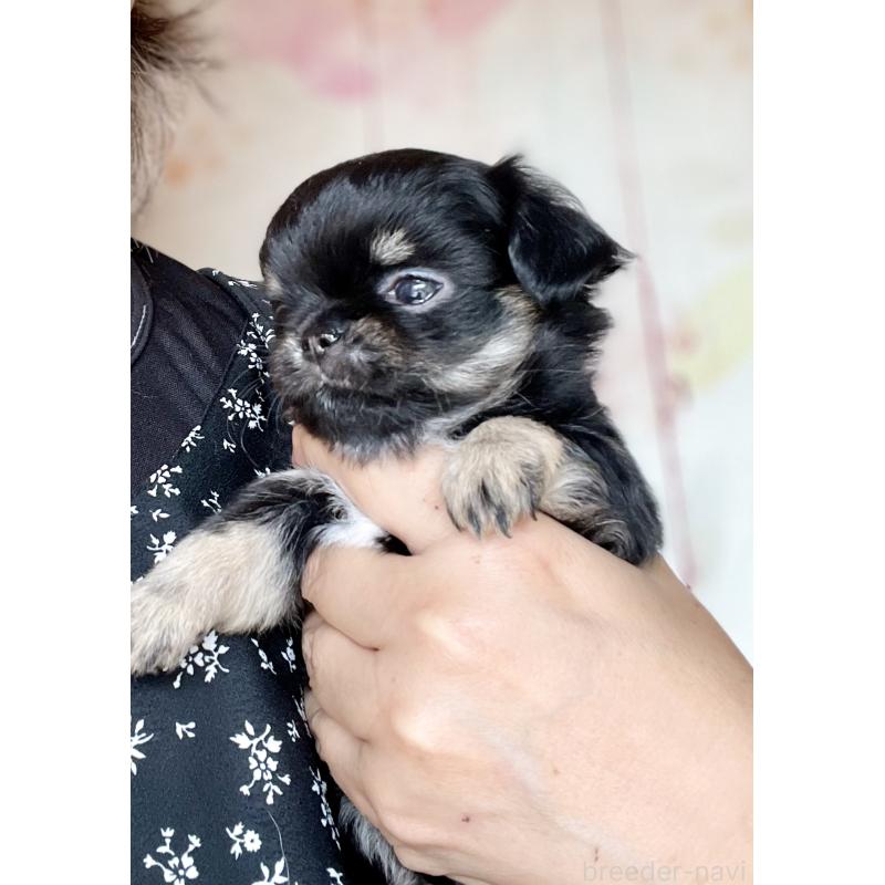 販売中の静岡県のチワワ(ロングコート)-424648の4枚目