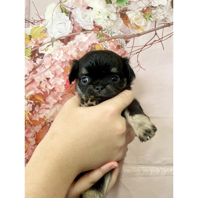 販売中の静岡県のチワワ(ロングコート)-424648の2枚目