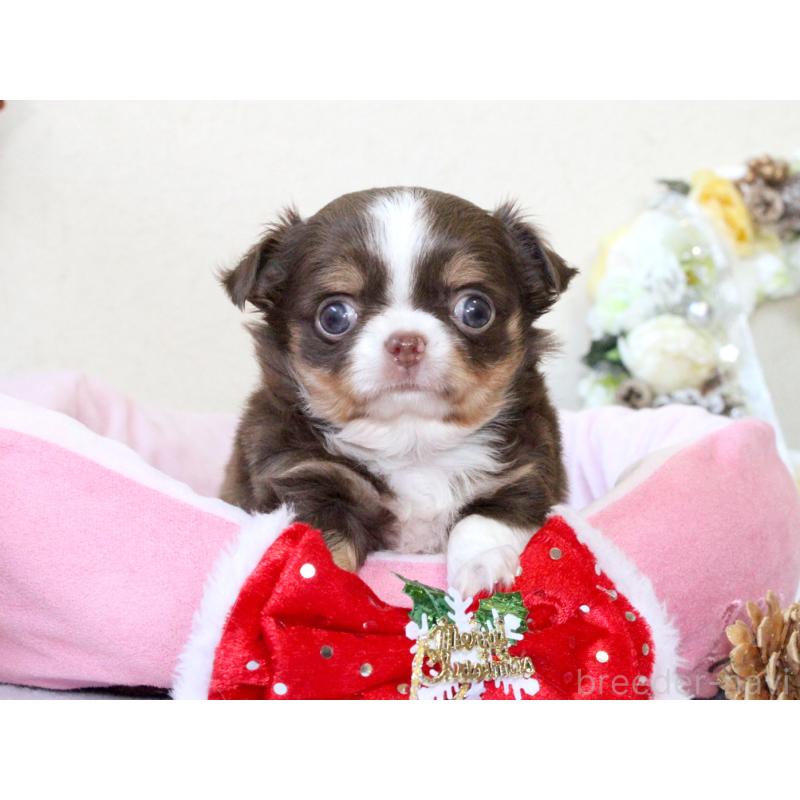 販売中の兵庫県のチワワ(ロングコート)-425206の10枚目