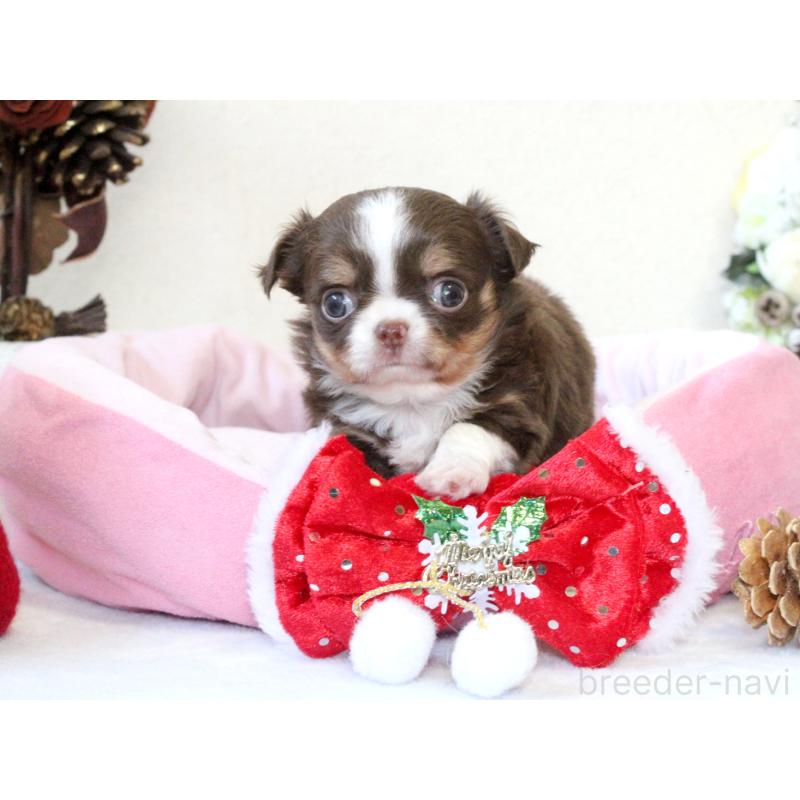 販売中の兵庫県のチワワ(ロングコート)-425206の9枚目