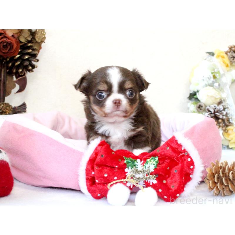 販売中の兵庫県のチワワ(ロングコート)-425206の7枚目