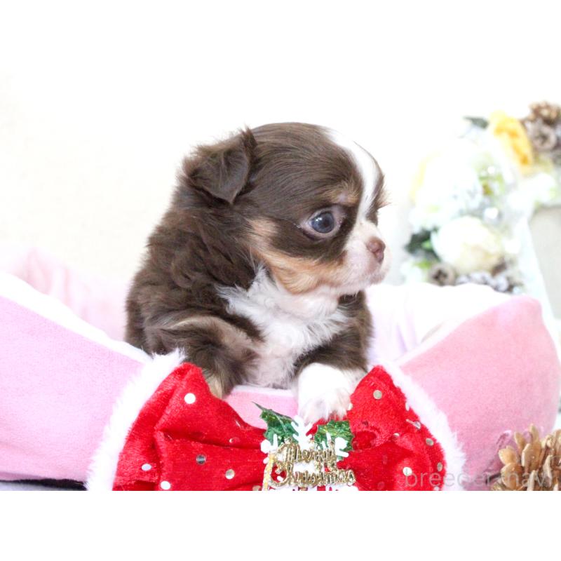 販売中の兵庫県のチワワ(ロングコート)-425206の6枚目