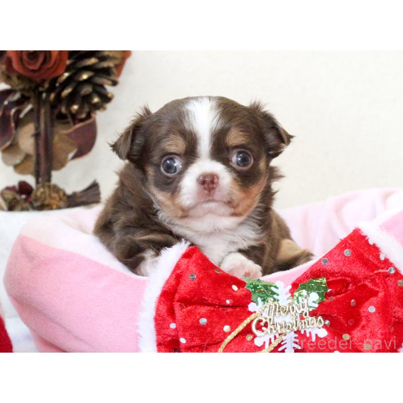 販売中の兵庫県のチワワ(ロングコート)-425206の5枚目