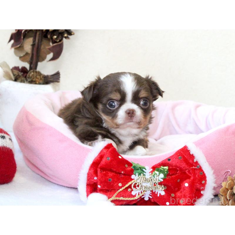 販売中の兵庫県のチワワ(ロングコート)-425206の4枚目