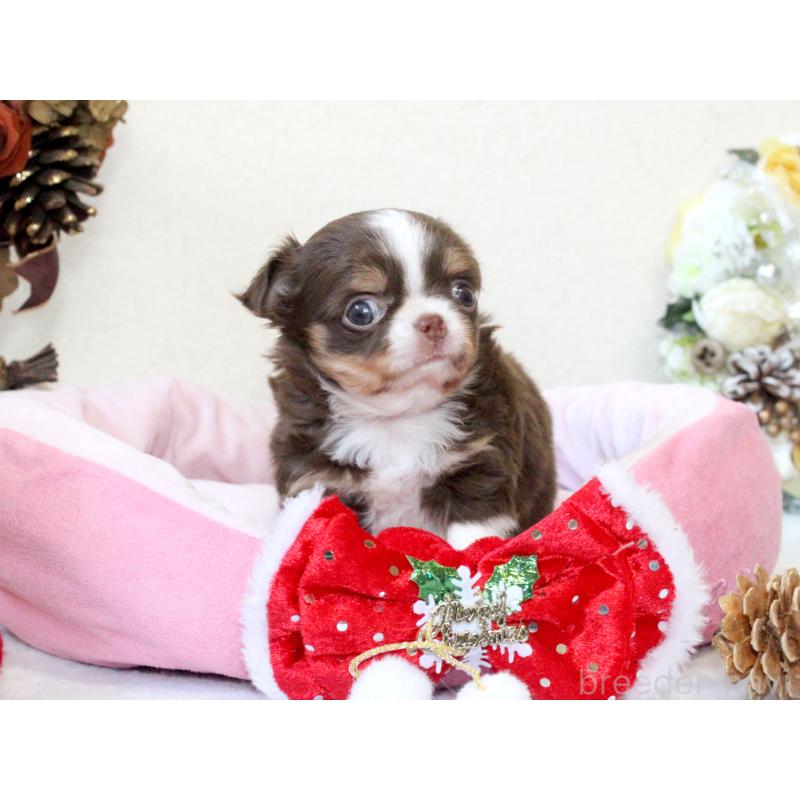 販売中の兵庫県のチワワ(ロングコート)-425206の3枚目