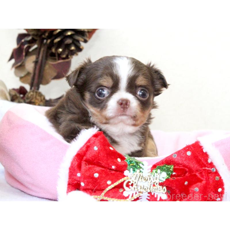 販売中の兵庫県のチワワ(ロングコート)-425206の2枚目