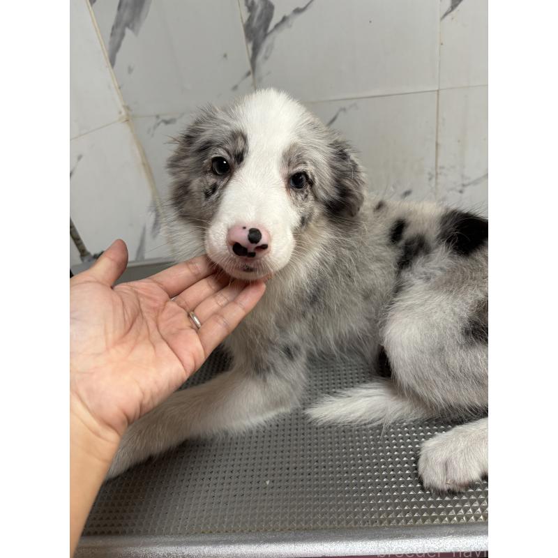 商談中の兵庫県のボーダーコリー-420873の3枚目