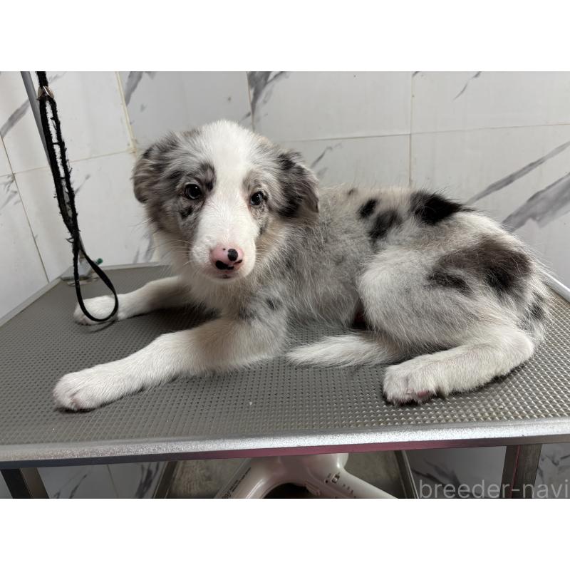 商談中の兵庫県のボーダーコリー-420873の2枚目