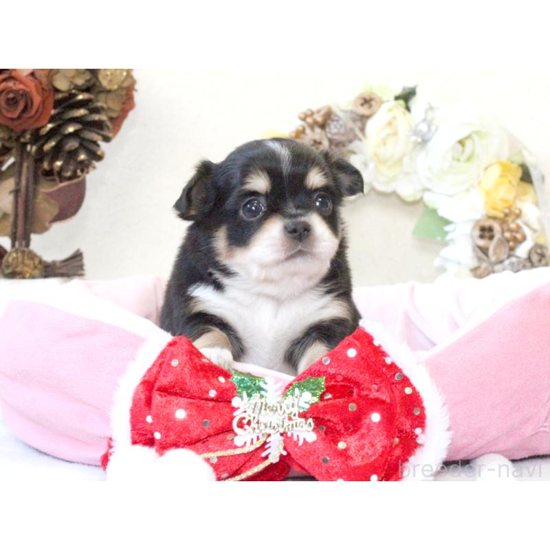 販売中の兵庫県のチワワ(ロングコート)-425207の8枚目