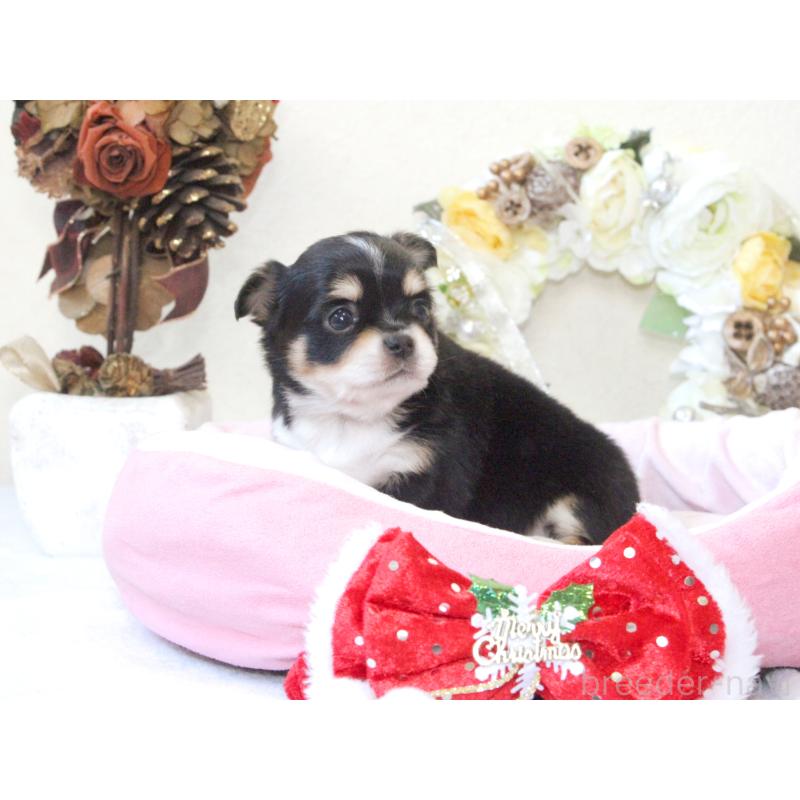 販売中の兵庫県のチワワ(ロングコート)-425207の7枚目