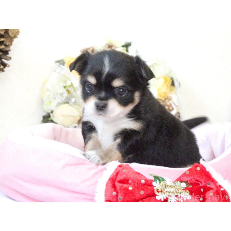 販売中の兵庫県のチワワ(ロングコート)-425207の6枚目