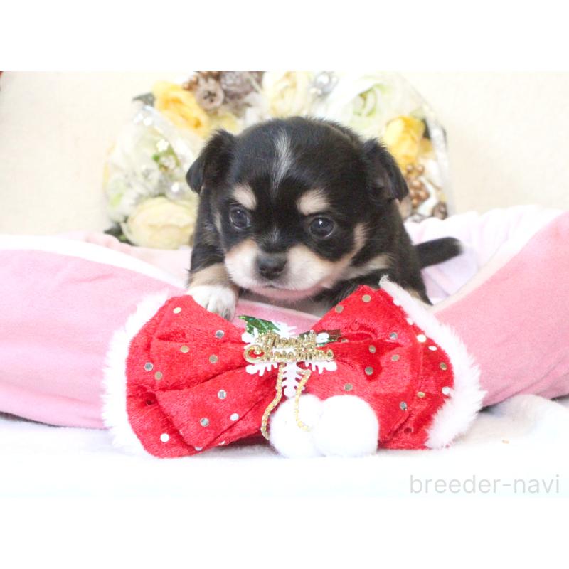 販売中の兵庫県のチワワ(ロングコート)-425207の5枚目