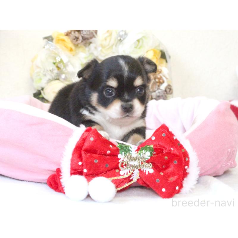 販売中の兵庫県のチワワ(ロングコート)-425207の3枚目