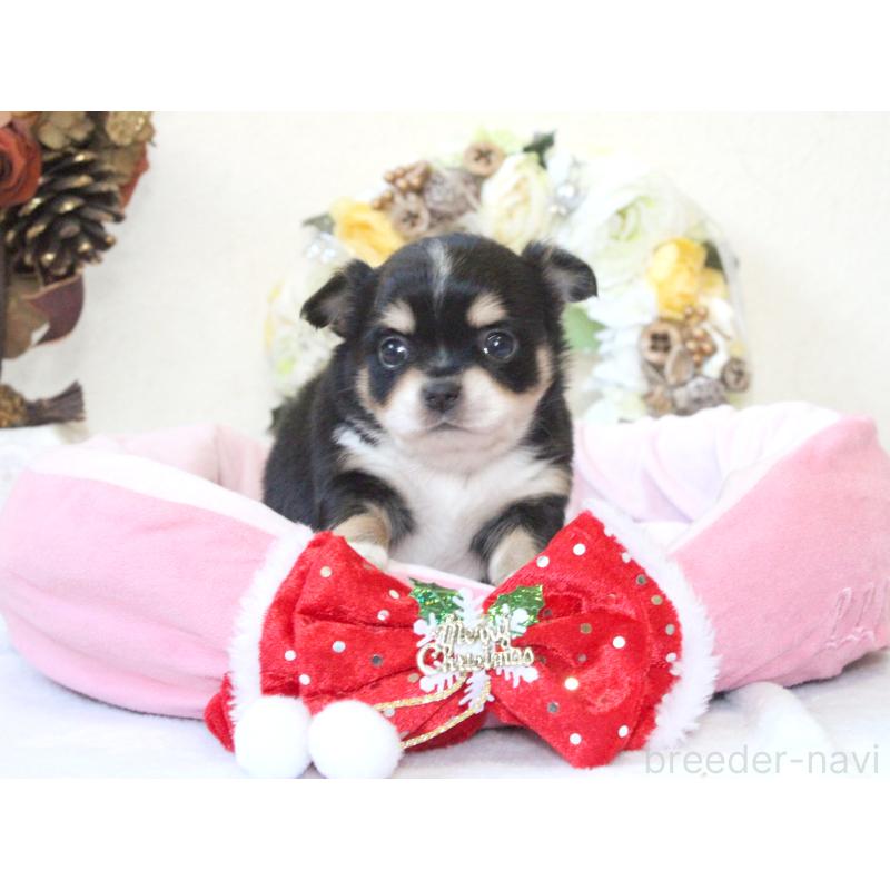 販売中の兵庫県のチワワ(ロングコート)-425207の2枚目