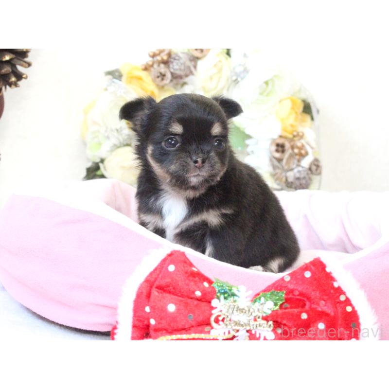 販売中の兵庫県のチワワ(ロングコート)-425208の8枚目