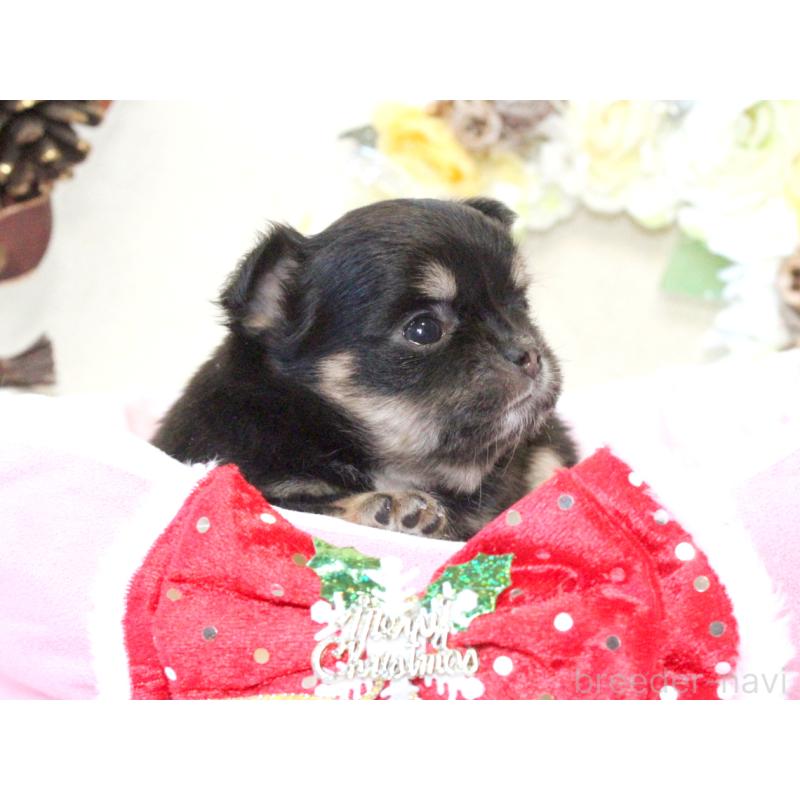 販売中の兵庫県のチワワ(ロングコート)-425208の7枚目