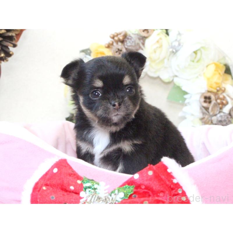 販売中の兵庫県のチワワ(ロングコート)-425208の6枚目