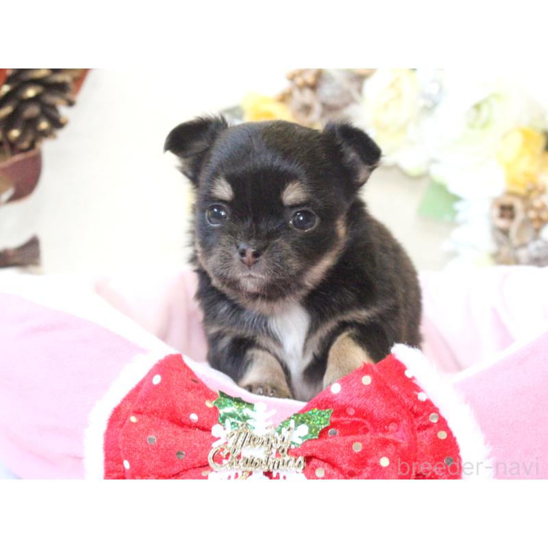 販売中の兵庫県のチワワ(ロングコート)-425208の5枚目