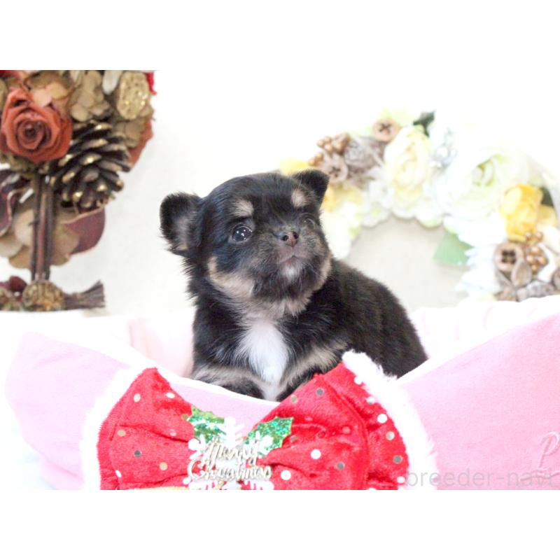 販売中の兵庫県のチワワ(ロングコート)-425208の4枚目