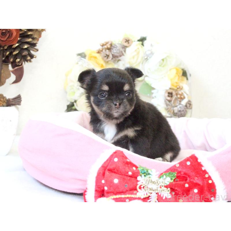 販売中の兵庫県のチワワ(ロングコート)-425208の3枚目