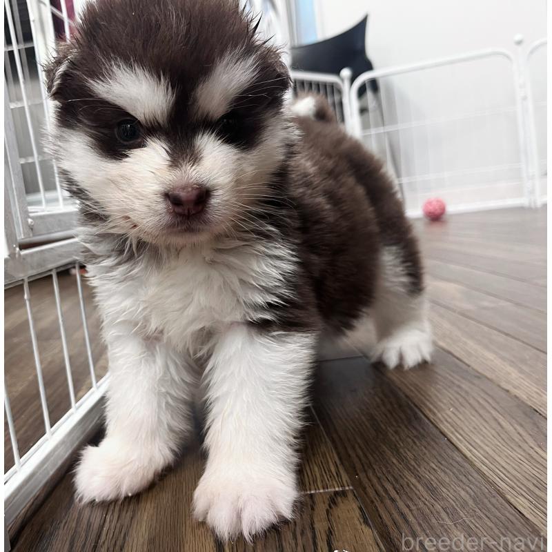 販売中の東京都のアラスカンマラミュート-425209の8枚目