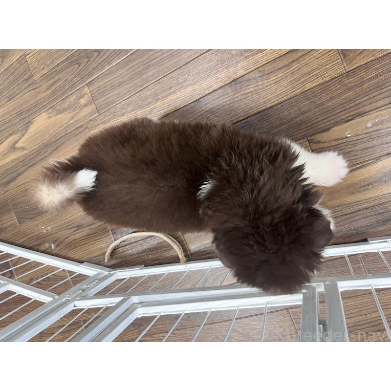 販売中の東京都のアラスカンマラミュート-425209の7枚目