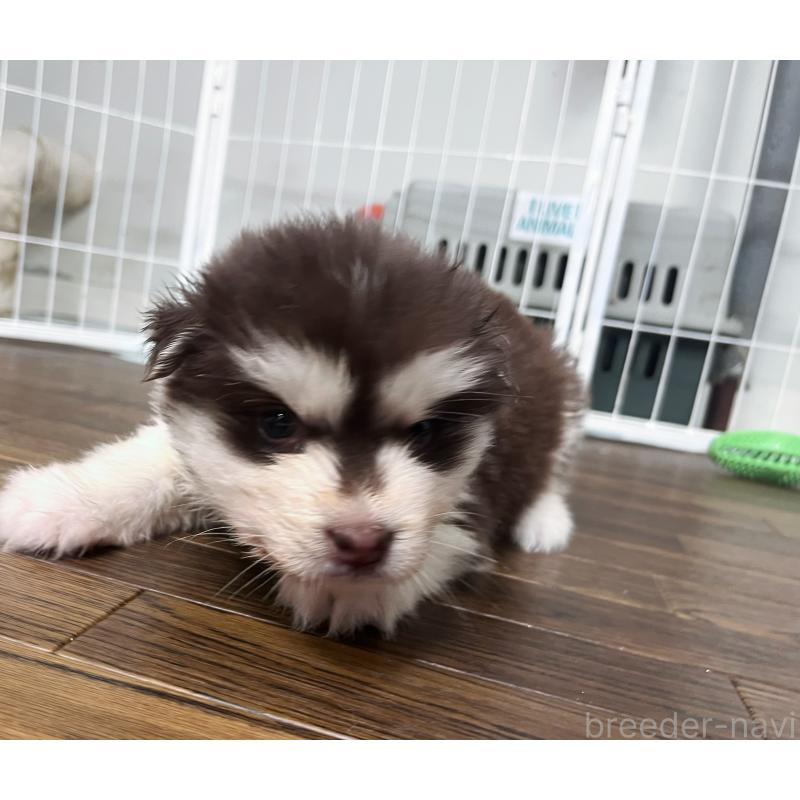 販売中の東京都のアラスカンマラミュート-425209の6枚目