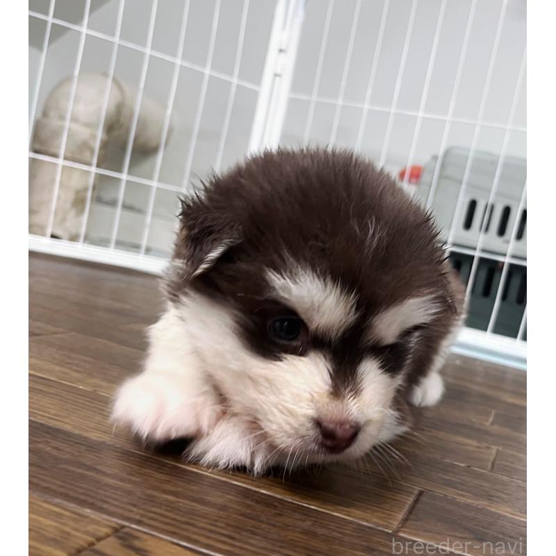 販売中の東京都のアラスカンマラミュート-425209の5枚目