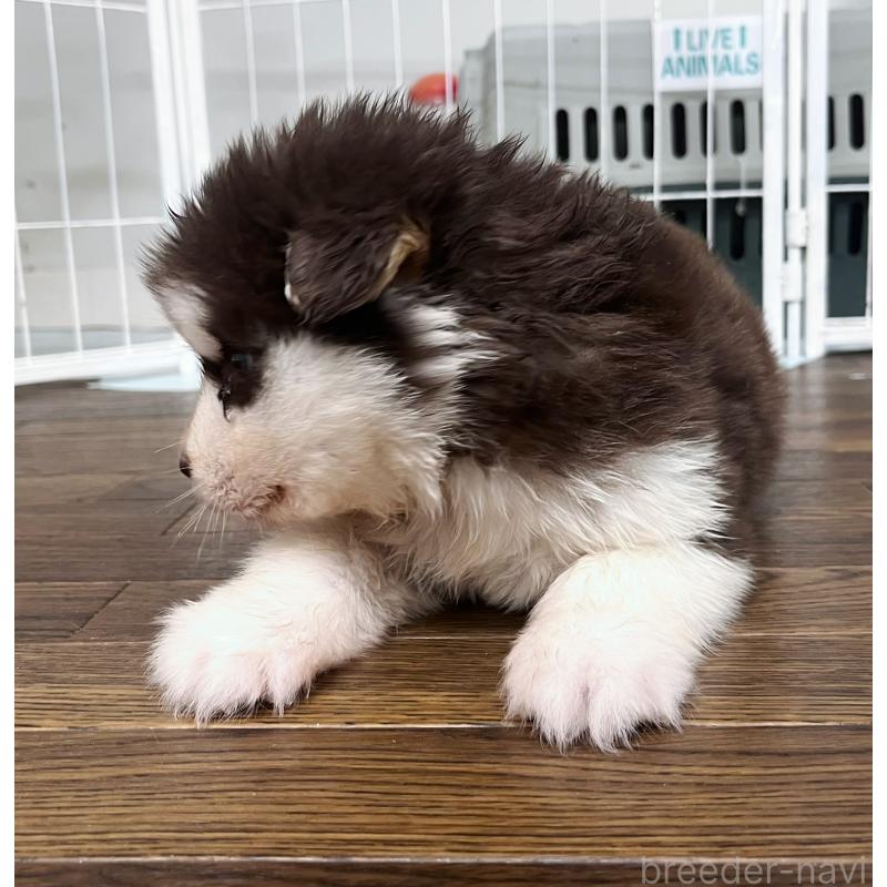 販売中の東京都のアラスカンマラミュート-425209の4枚目