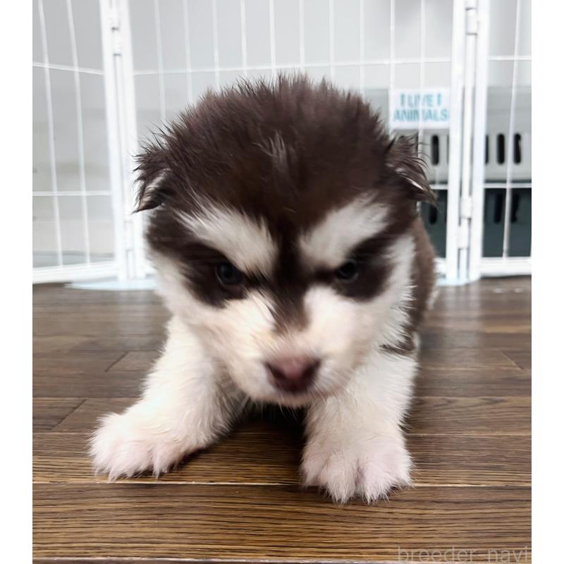 販売中の東京都のアラスカンマラミュート-425209の3枚目