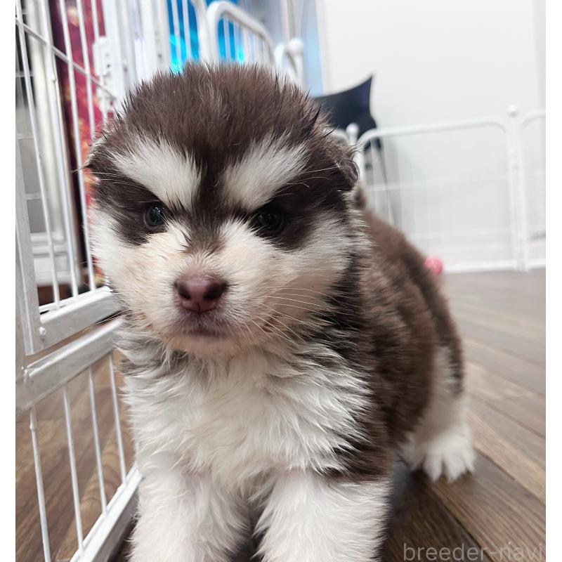 販売中の東京都のアラスカンマラミュート-425209の2枚目