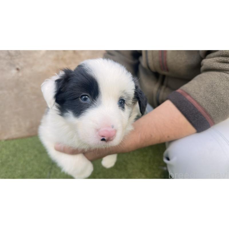 販売中の愛知県のボーダーコリー-425211の6枚目