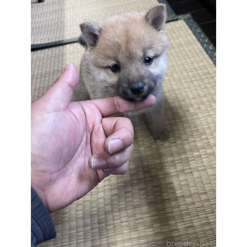 販売中の群馬県の豆柴-425219の5枚目