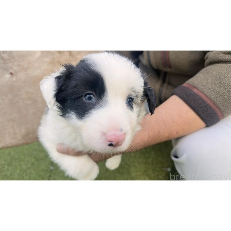 販売中の愛知県のボーダーコリー-425211の5枚目