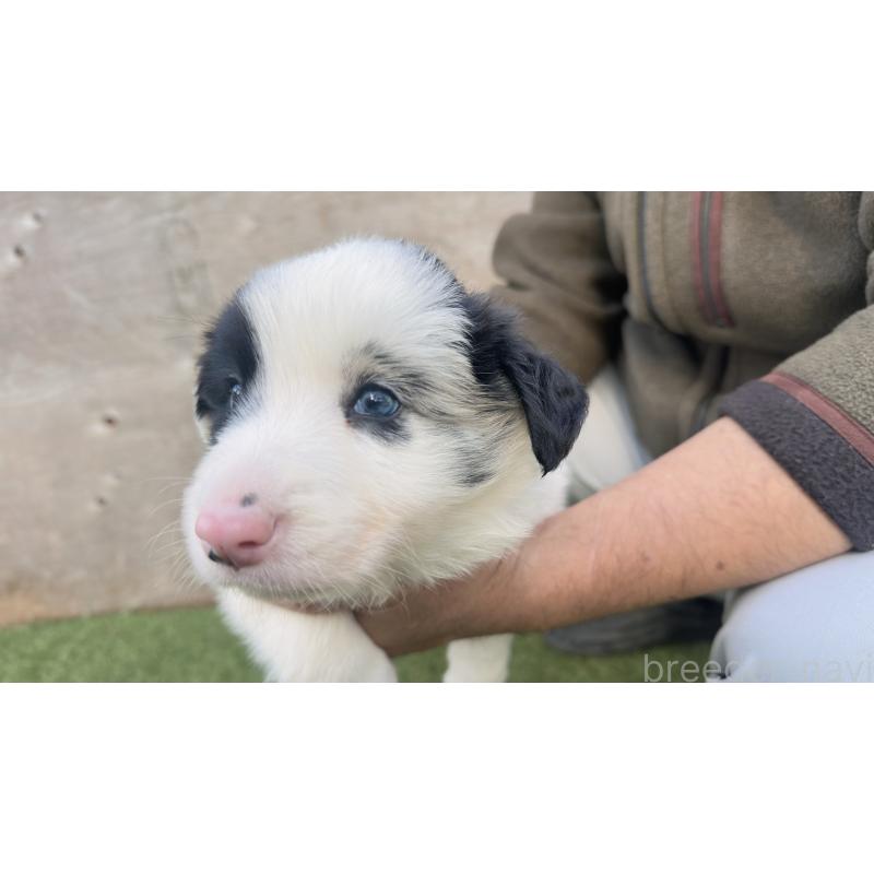 販売中の愛知県のボーダーコリー-425211の4枚目