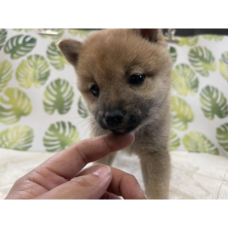 販売中の群馬県の豆柴-425219の4枚目