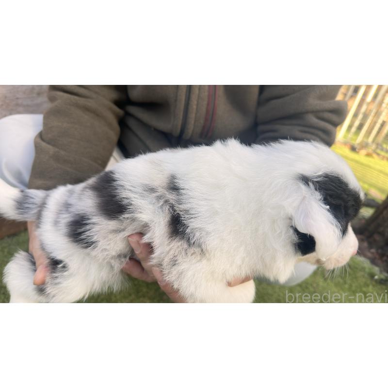 販売中の愛知県のボーダーコリー-425211の3枚目