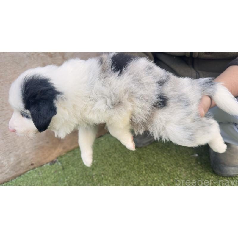 販売中の愛知県のボーダーコリー-425211の2枚目