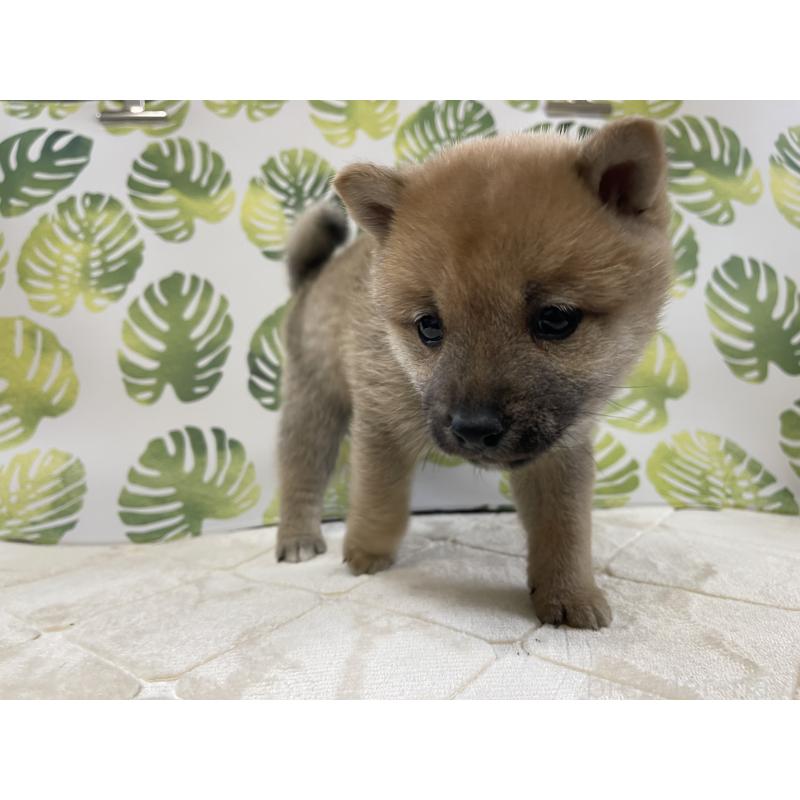 販売中の群馬県の豆柴-425219の3枚目