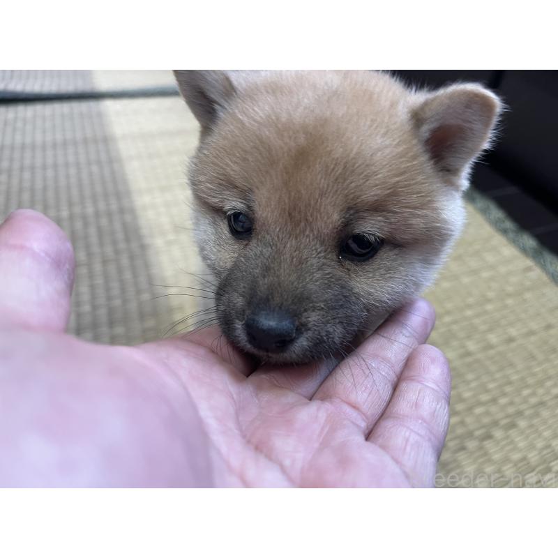 販売中の群馬県の豆柴-425219の2枚目