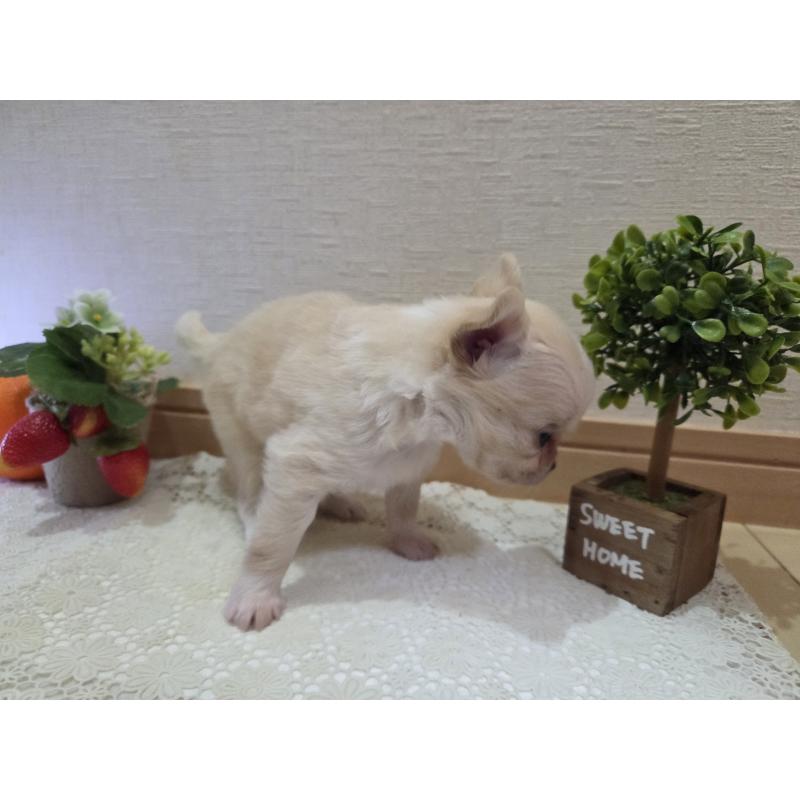 成約済の広島県のチワワ(ロングコート)-422565の57枚目