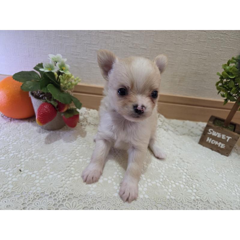 成約済の広島県のチワワ(ロングコート)-422565の56枚目