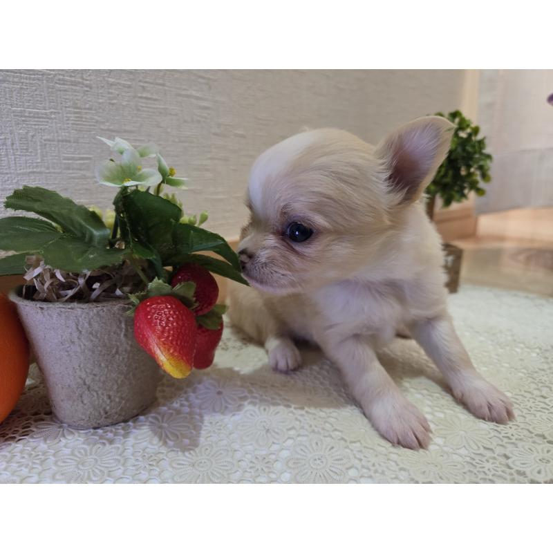 成約済の広島県のチワワ(ロングコート)-422565の55枚目