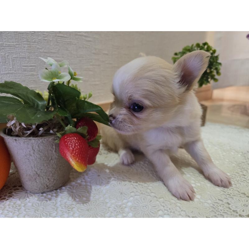 成約済の広島県のチワワ(ロングコート)-422565の54枚目